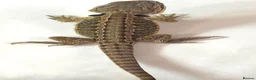 Bearded Dragon reptiles for sale: Red citrus baby bearded dragons  - Advert 8