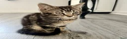 Mixed Breed cats for sale: Beautiful tabby boy 💛 - Advert 2
