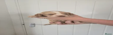 Puppy 4