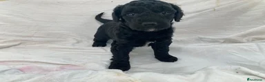 Cockapoo 5
