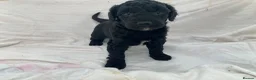 Cockapoo dogs for sale: F2 cockapoo puppies  in Cannock - Advert 10
