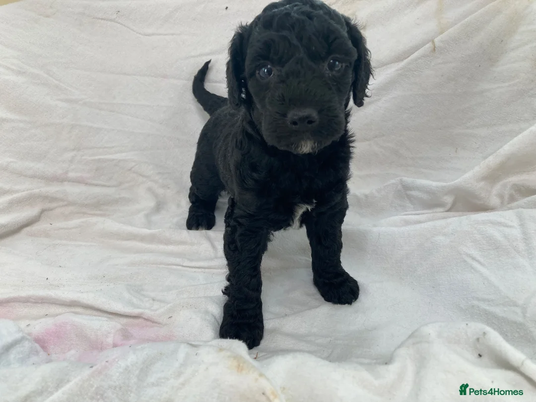 Cockapoo dogs for sale: F2 cockapoo puppies  in Cannock - Advert 10