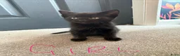 Mixed Breed cats for sale: Kittens - Advert 6