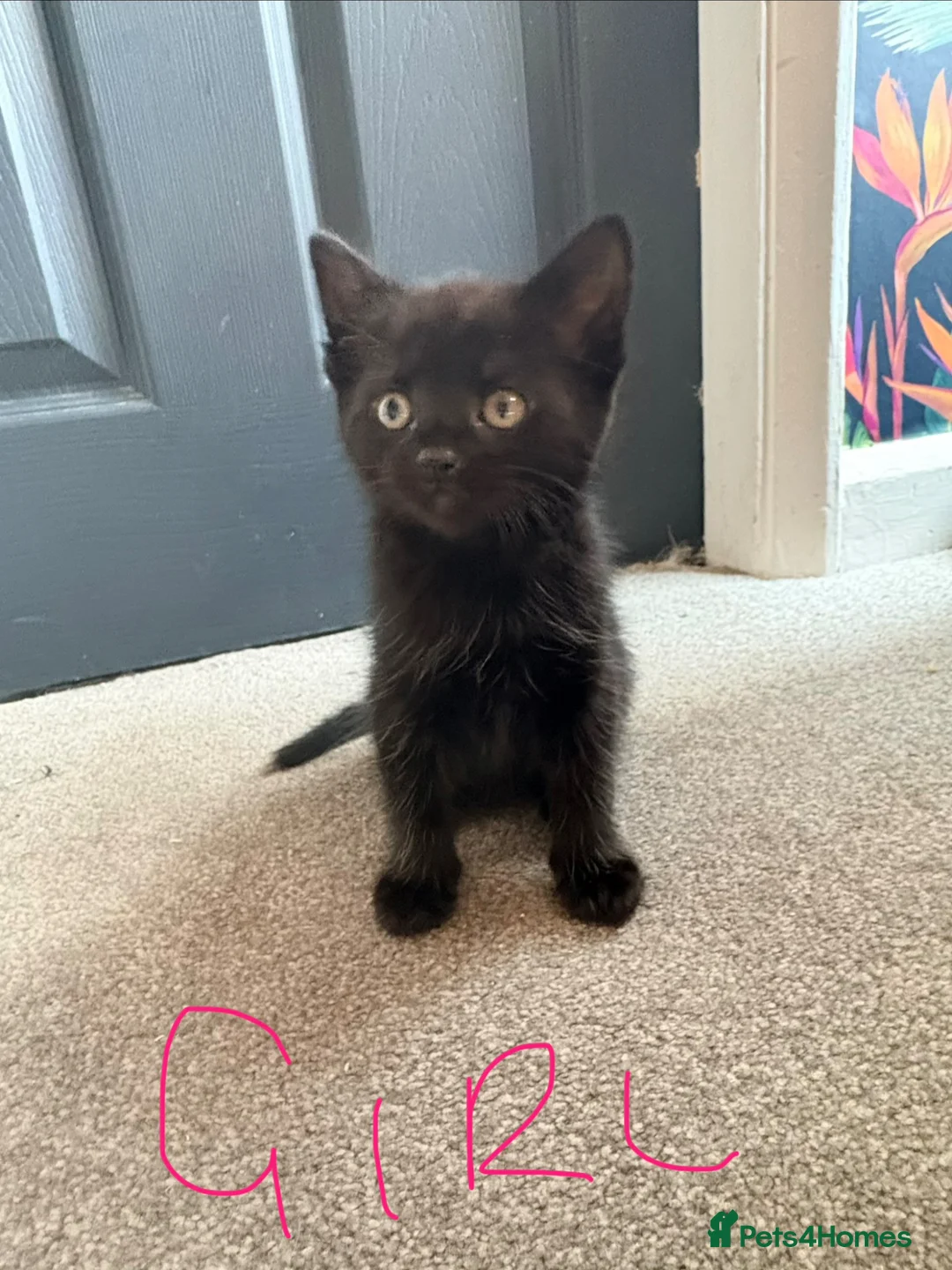 Mixed Breed cats for sale: Kittens - Advert 6