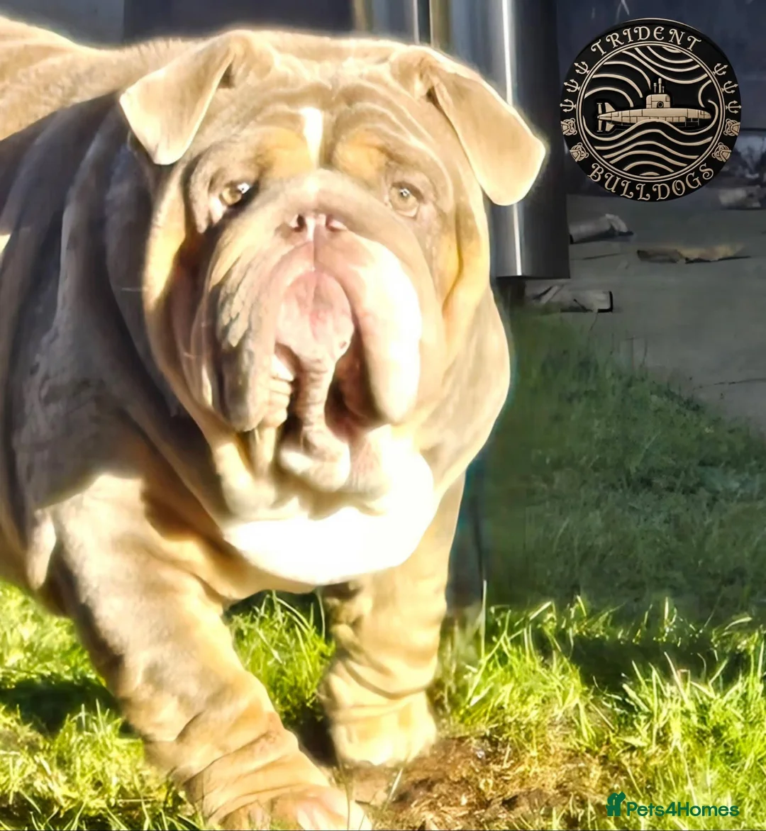 English Bulldog dogs for sale: Lilic tri bulldog  - Advert 9