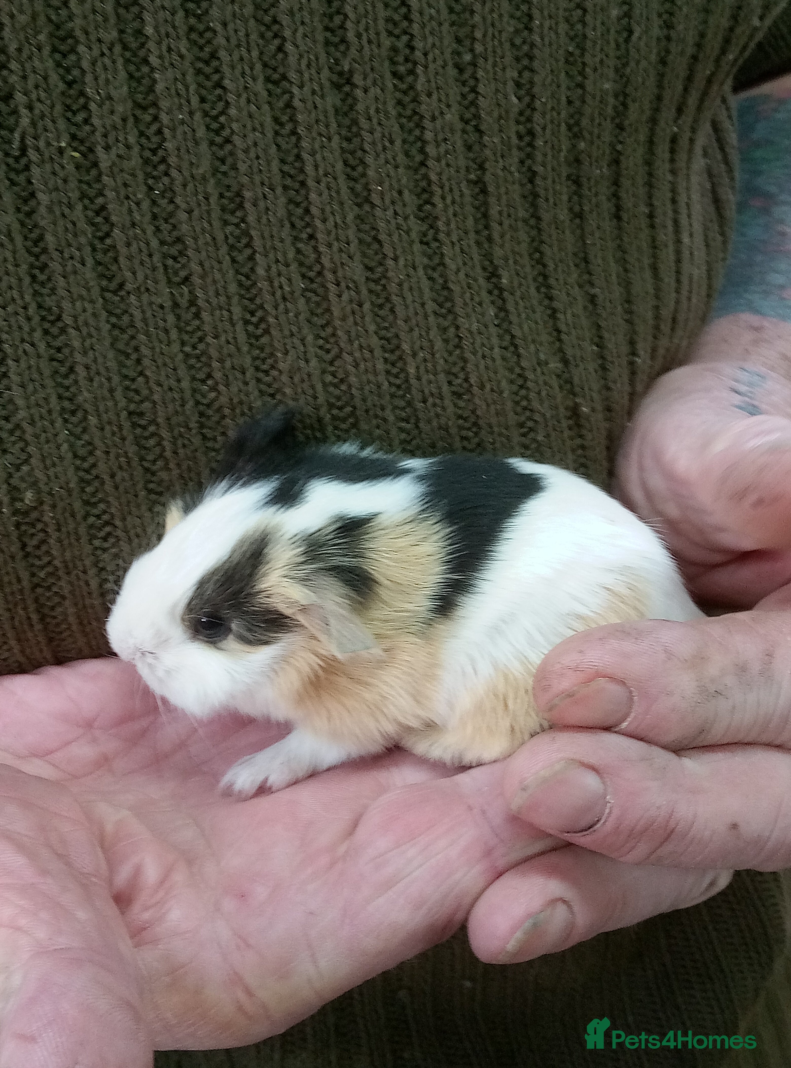 Guinea Pig rodents Long coated Sheltie male babies - Advert 7