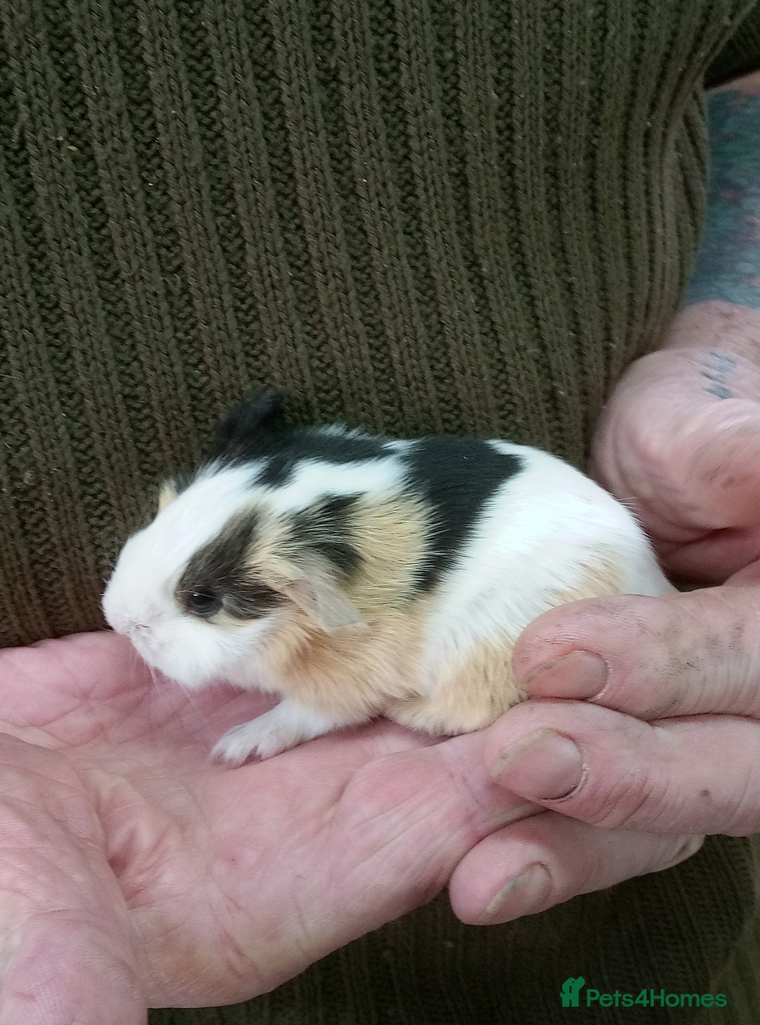 Guinea Pig rodents for sale: Long coated Sheltie male babies - Advert 1