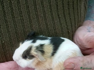 Guinea Pig rodents Long coated Sheltie male babies - Advert 1