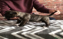 English Bull Terrier dogs for sale: Kcregd English bull terrier puppies  - Image 14