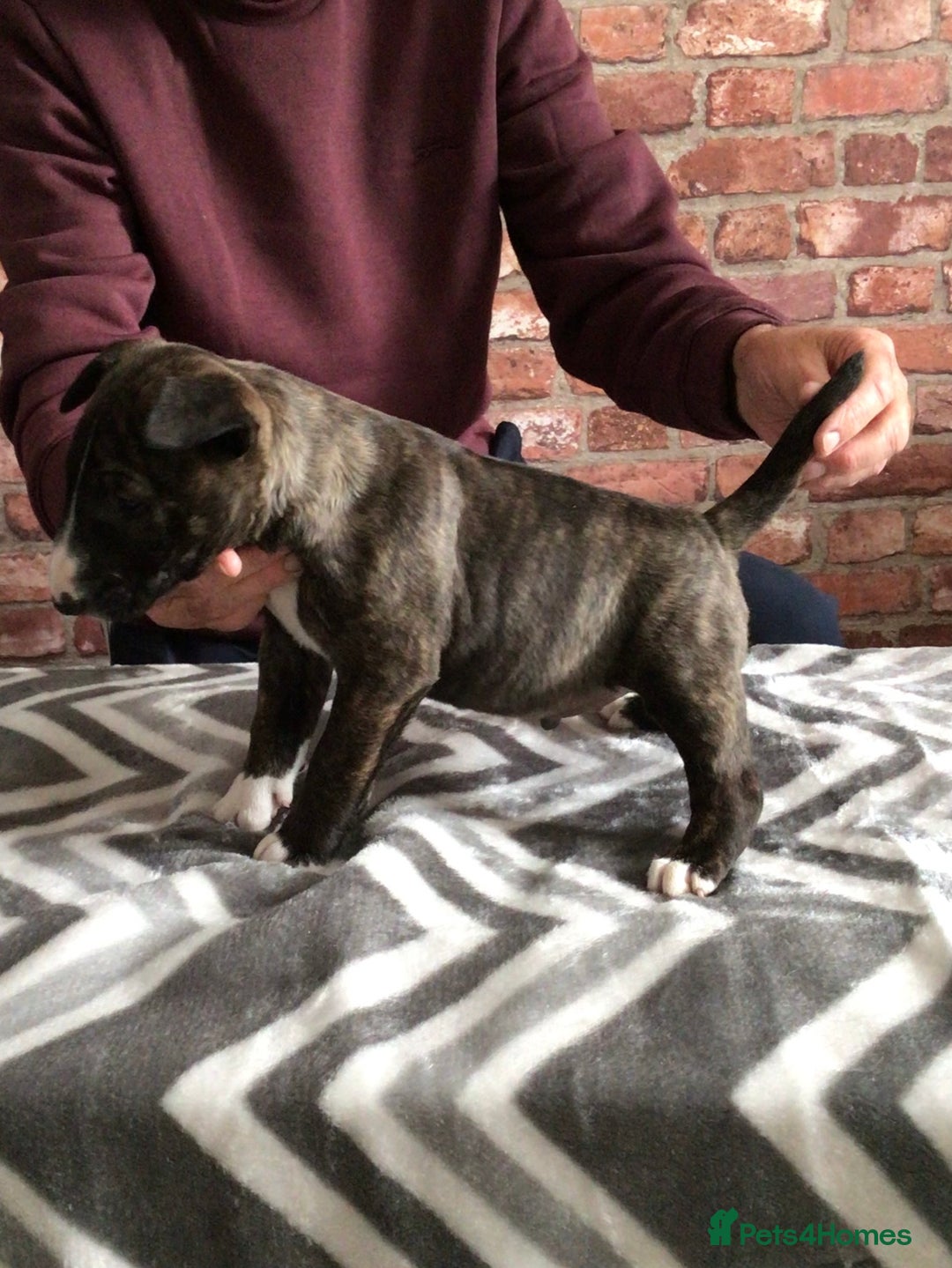 English Bull Terrier dogs for sale: Kcregd English bull terrier puppies  - Image 14