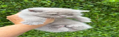 British Shorthair 2