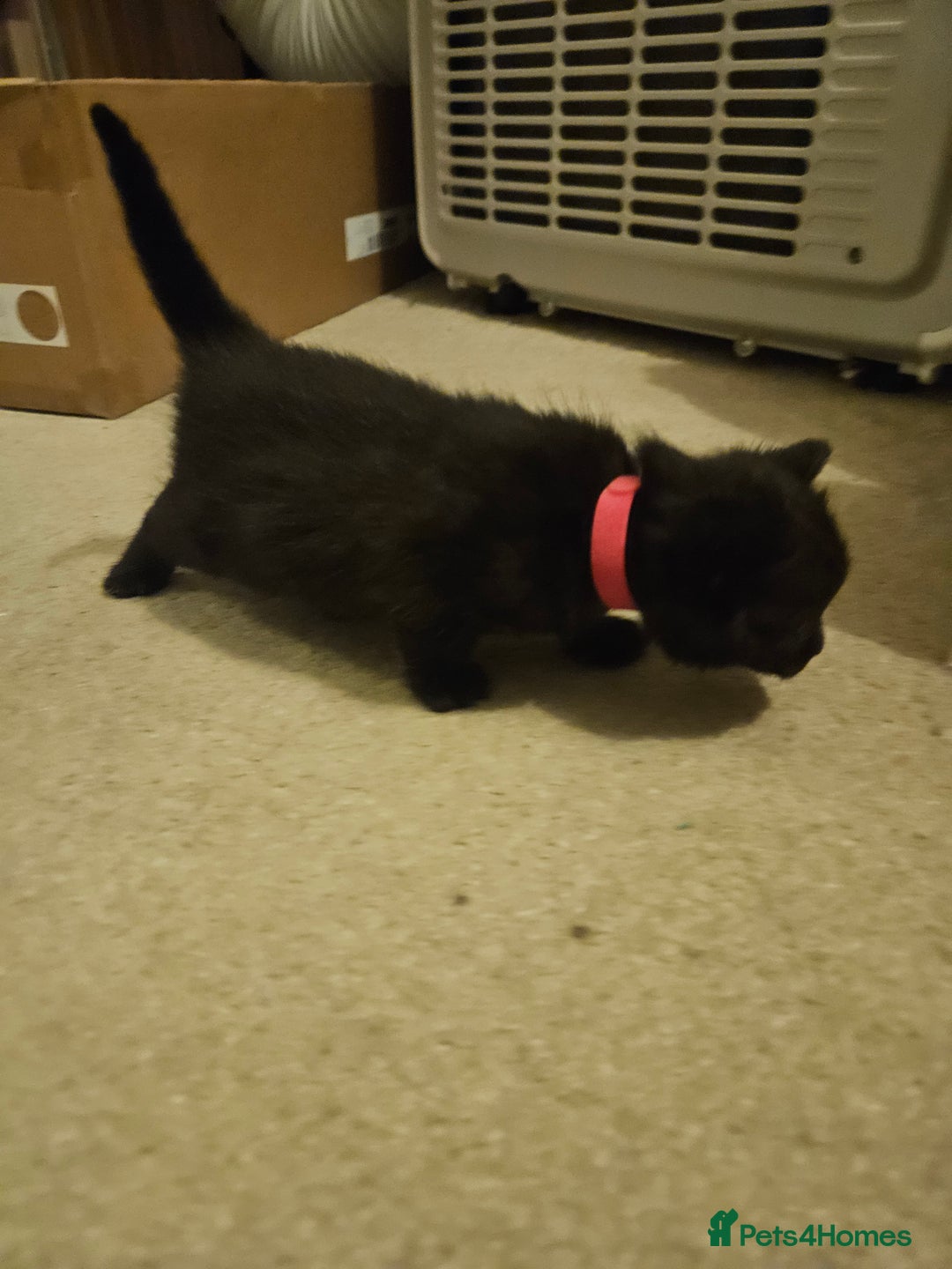 British Shorthair cats for sale: 4 black kittens, 1 boy 3 girls  - Advert 9