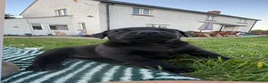 Labrador Retriever 2