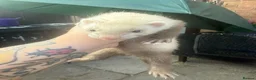 Ferret rodents for sale: Mixed Black Eyed Rare Ferrets CHESHIRE - Advert 4