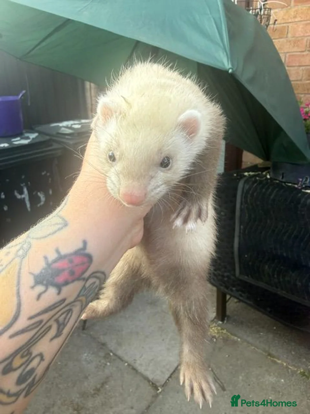 Ferret rodents for sale: Mixed Black Eyed Rare Ferrets CHESHIRE - Advert 4
