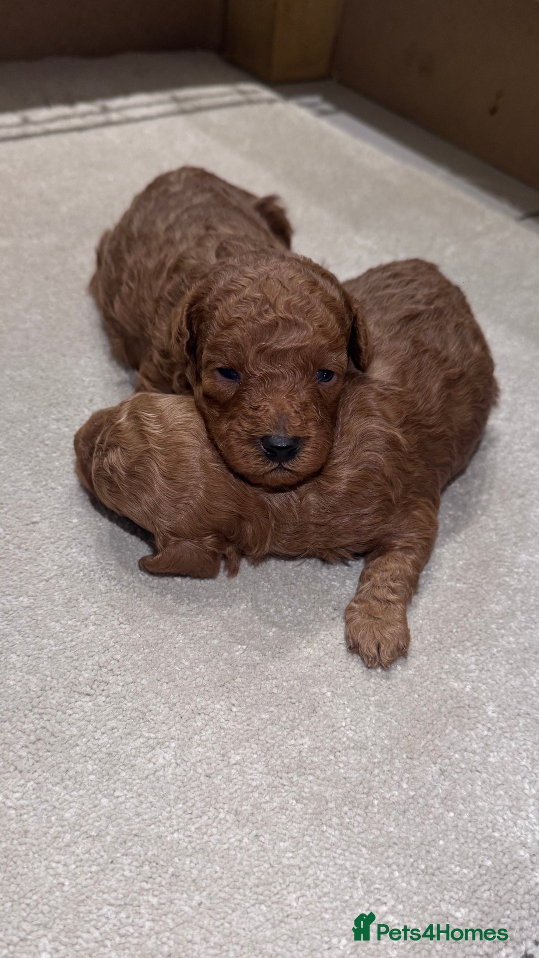 Maltipoo dogs for sale: 🐶 Adorable Red Maltipoo Puppies Available 🐶 - Advert 8