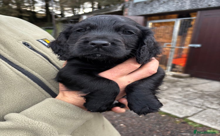 Cocker Spaniel dogs - Advert 4