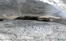 American Shorthair cats for sale: Beautiful calico kitten ready to leave now!!! - Image 6