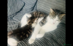 Mixed Breed cats for sale: 8 Adorable Kittens  - Image 17