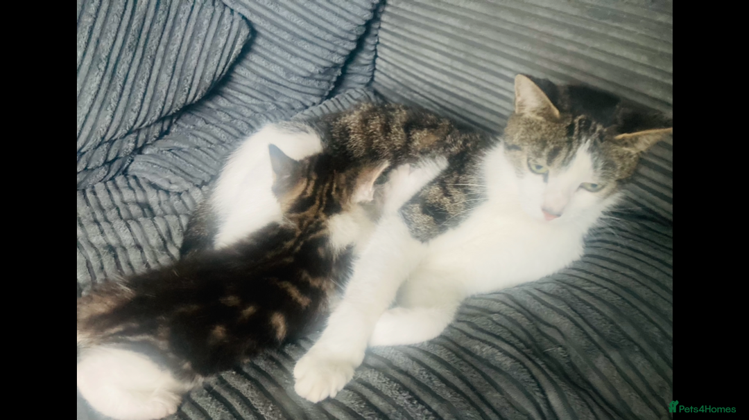 Mixed Breed cats for sale: 8 Adorable Kittens  - Image 17