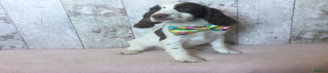 Cocker Spaniel Puppy 7