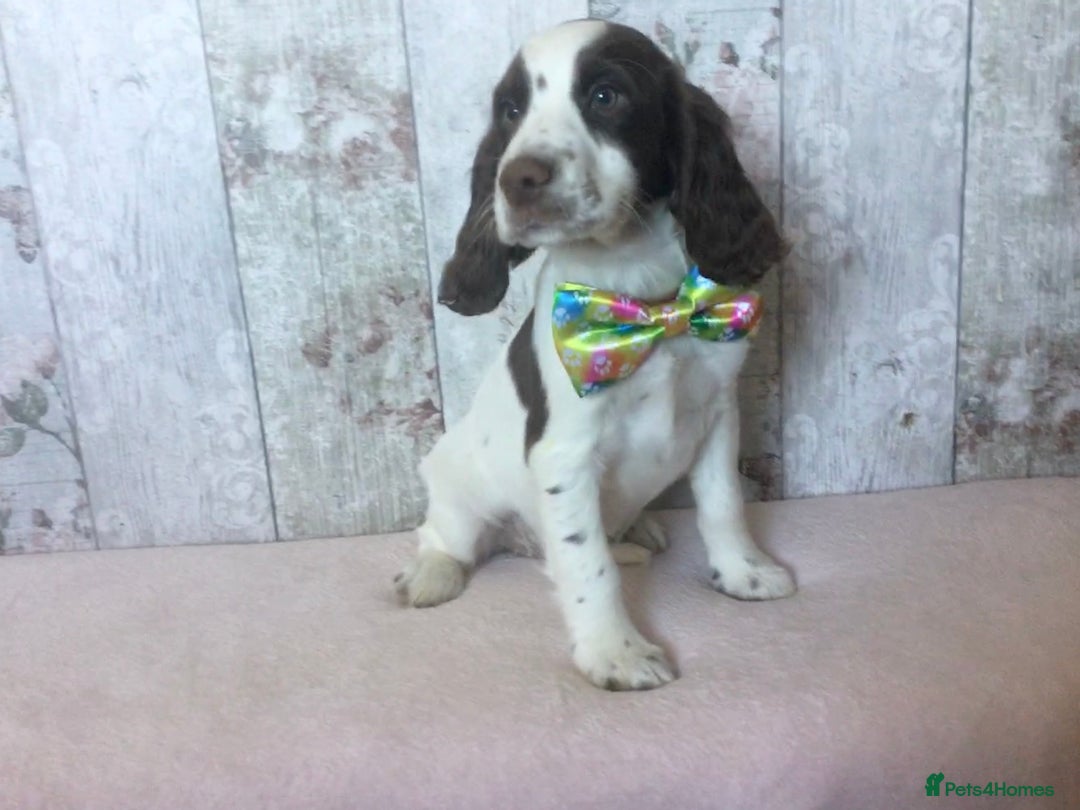 Cocker Spaniel dogs for sale: Well socialised Pedigree Cocker pups - Image 28