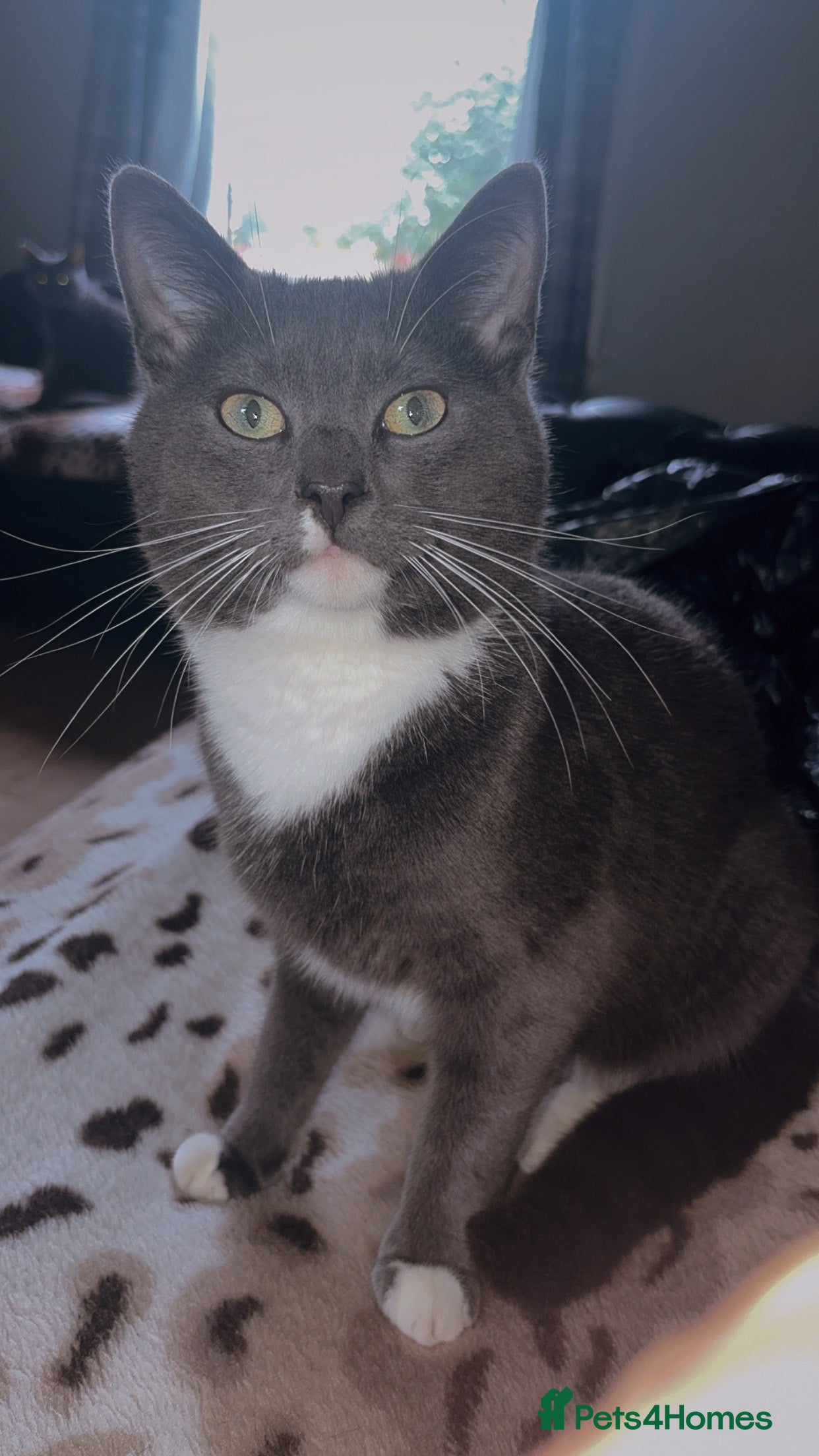 Mixed Breed cats Lovely Cat Cliff Needs Rehoming - Advert 1