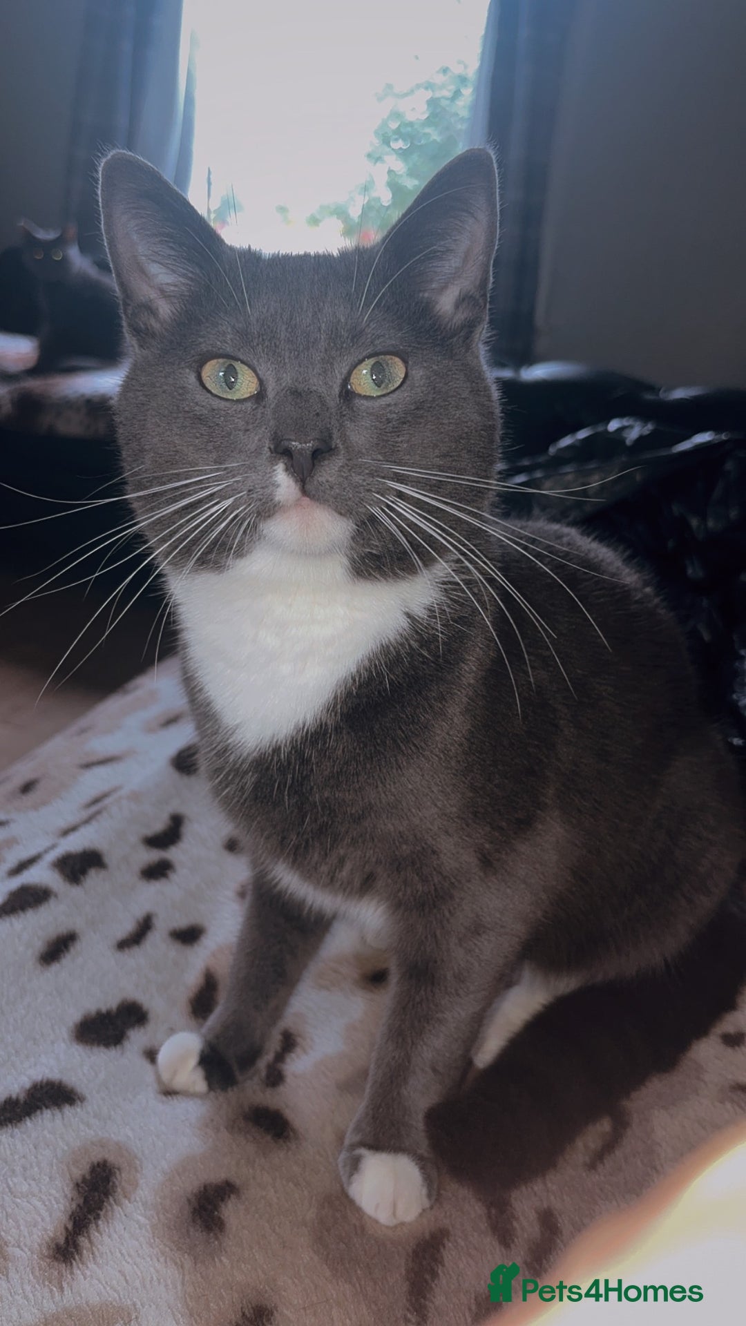 Mixed Breed cats for sale: Lovely Cat Cliff Needs Rehoming - Advert 1