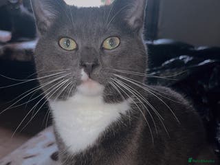 Mixed Breed cats Lovely Cat Cliff Needs Rehoming - Advert 1
