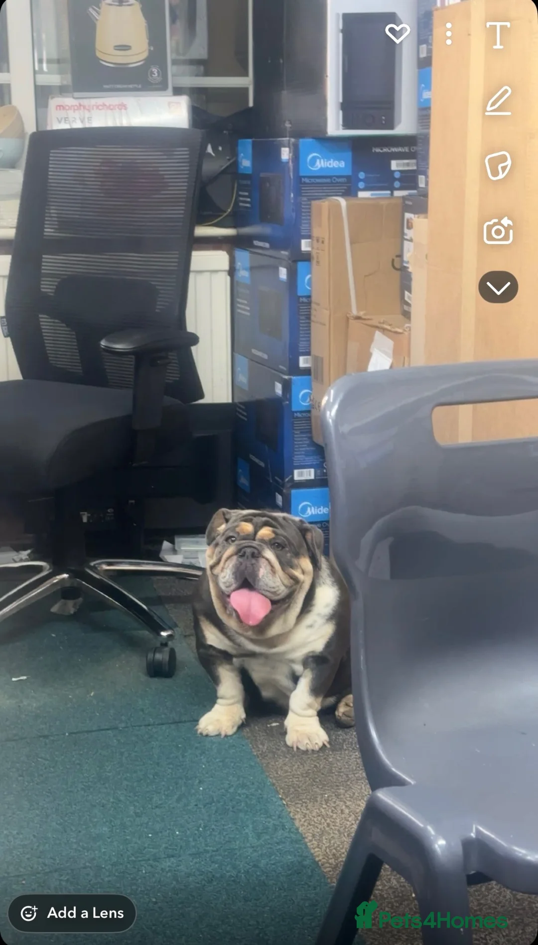 English Bulldog dogs for sale: blue tri kc registered female - Advert 2