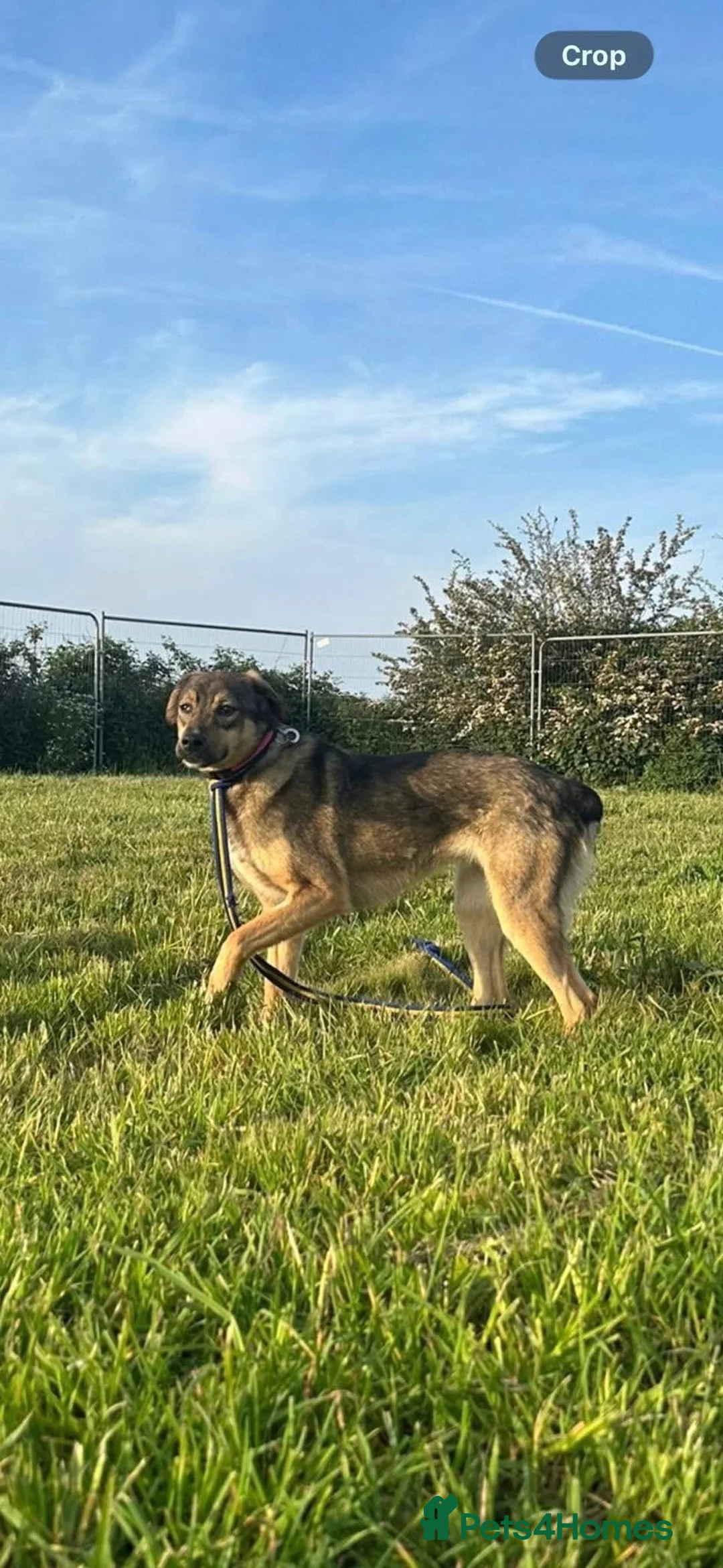 Mixed Breed dogs for adoption: Malia - Norwich Norfolk  - Advert 15