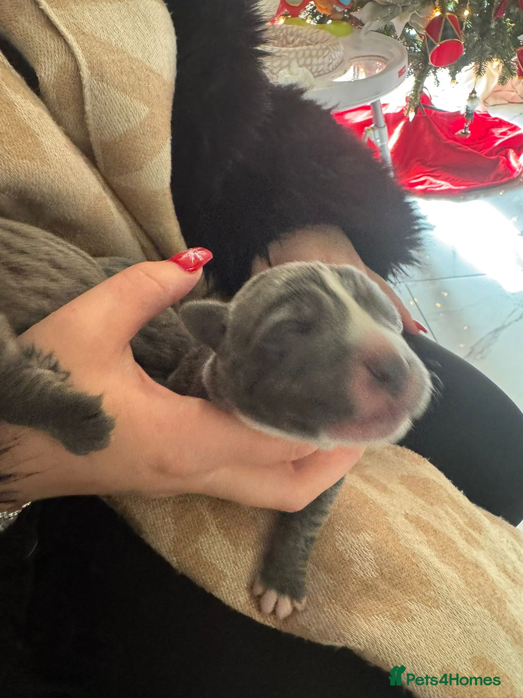 Cane Corso dogs for sale: Outstanding cane corso pups 🐶  - Advert 5