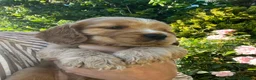 Cocker Spaniel dogs for sale: Outstanding Show Cocker Spaniels KC Reg - Advert 27