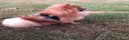 Pomeranian dogs for stud: Orange Pomeranian Stud  - Advert 3