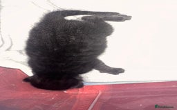 Savannah cats for sale: Stunning F3 Savannahs - Image 3