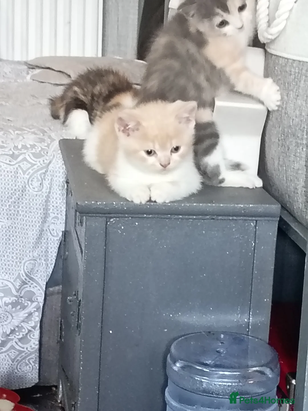 British Shorthair cats for sale: British short haired x kittens for sale - Advert 8