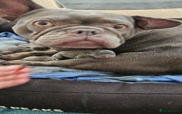 Mixed Breed dogs for sale: French Bulldog x Chichuhua - Image 19