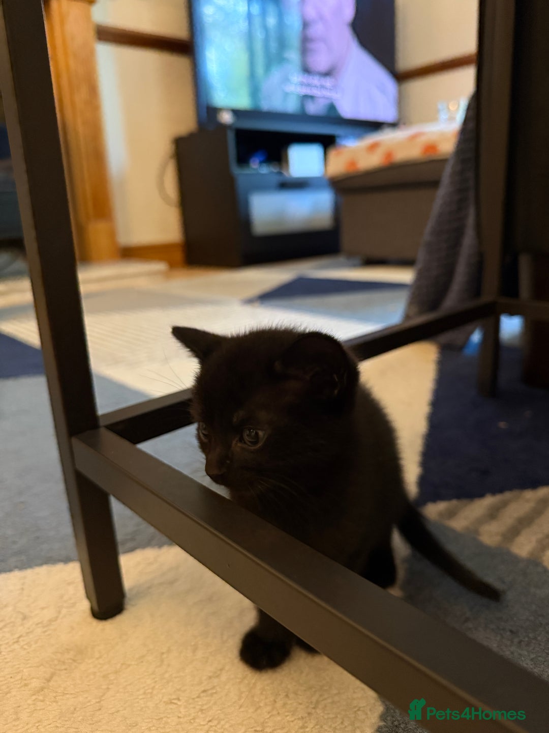 British Shorthair cats for sale: 7 kittens short hair - Image 4