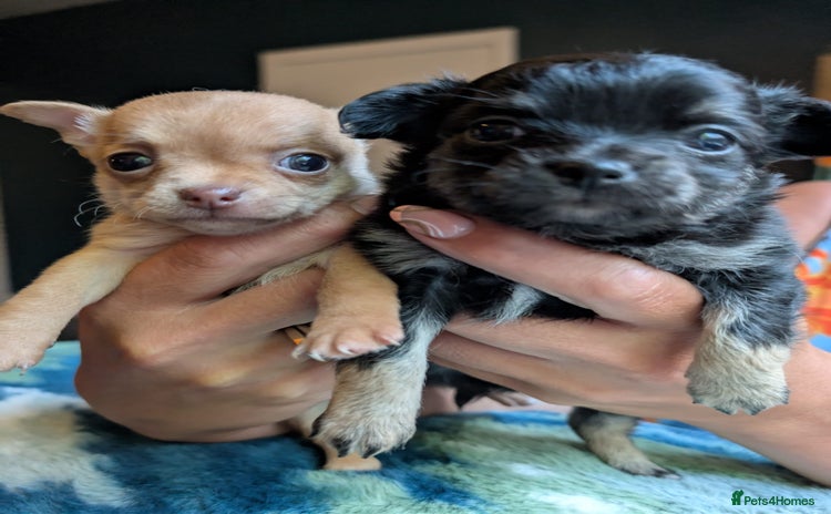 Chihuahua dogs - Advert 1
