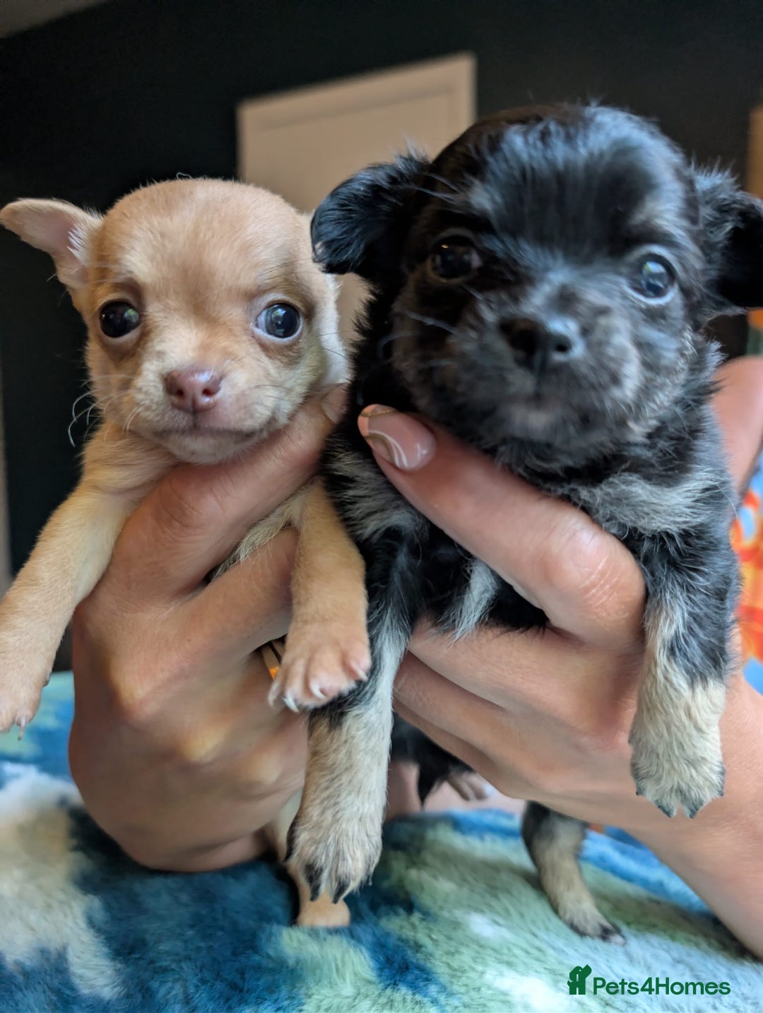 Chihuahua dogs for sale: Two chihuahua baby girls, black long haired!!!! - Image 3