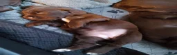 Sprocker dogs for sale: F1 sprocker puppies - Advert 4