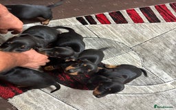 Dachshund dogs for sale: beautiful dachshunds puppies for sale  - Image 8
