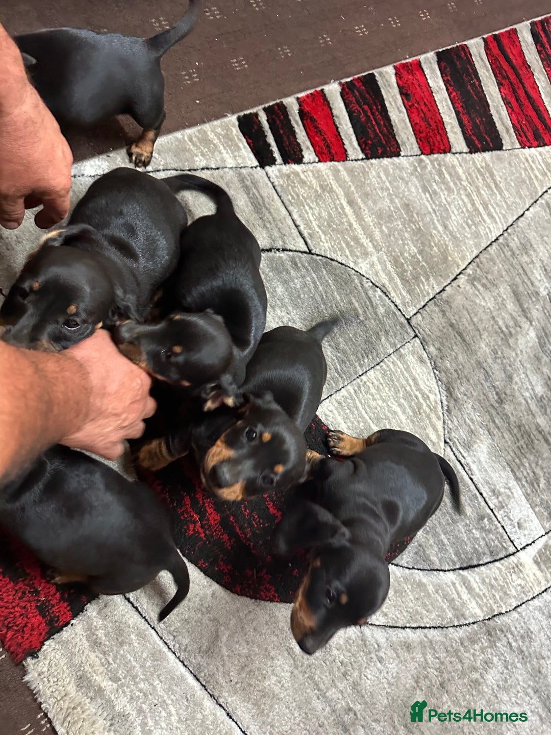 Dachshund dogs for sale: beautiful dachshunds puppies for sale  - Image 8