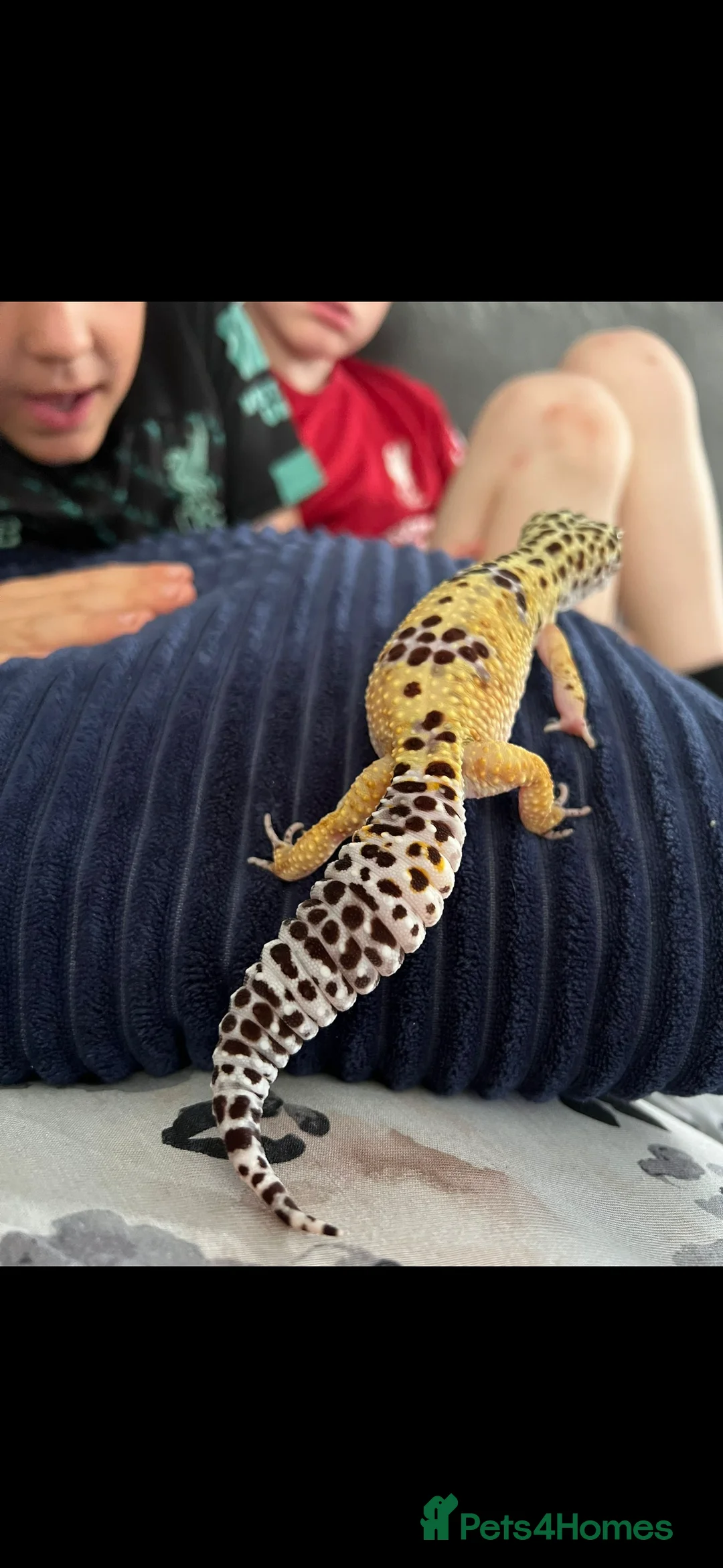 Leopard Gecko reptiles for sale: Female leopard Gecko and full set up  - Advert 2