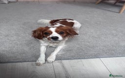 Cavapoo dogs for sale: Gorgeous Puppies ✨🐶 5 in litter Cavapo f1b dog   - Image 13