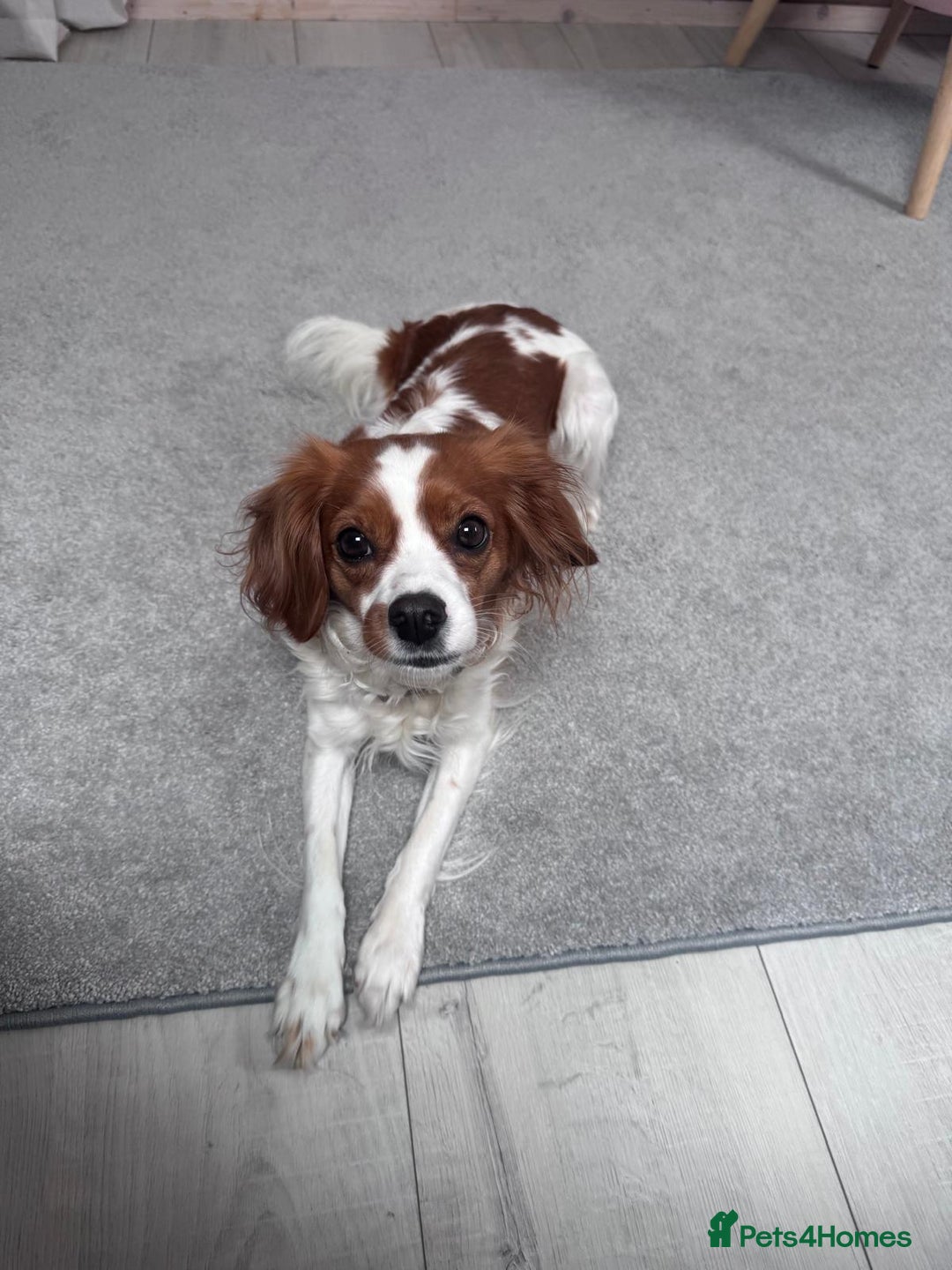Cavapoo dogs for sale: Gorgeous Puppies ✨🐶 5 in litter Cavapo f1b dog   - Image 13