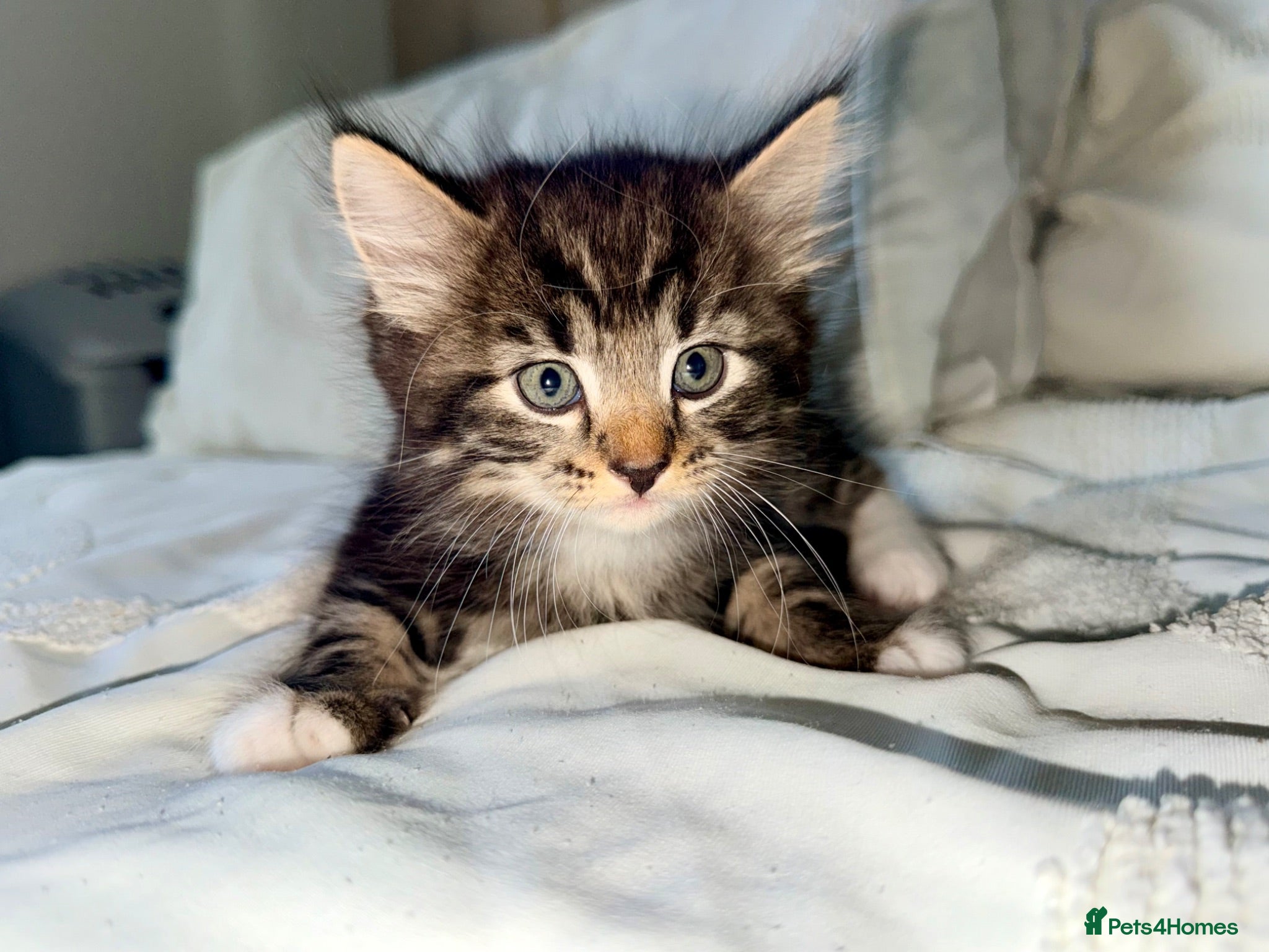 Turkish Angora cats ONLY 3 REMAINING ❤️Turkish AngoraXmixed - Advert 4