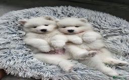 Samoyed dogs for sale: Beautiful Samoyed Puppies! ✨* - Image 1
