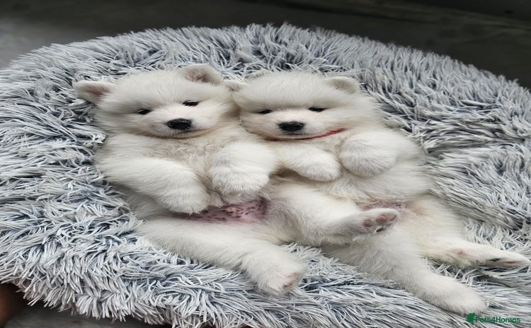 Samoyed dogs - Advert 1