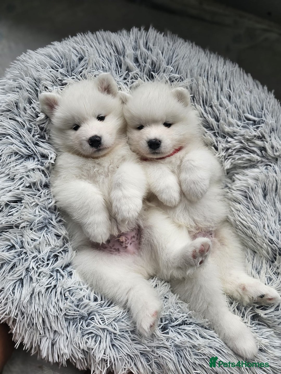 Samoyed dogs for sale: Beautiful Samoyed Puppies! ✨* - Image 1